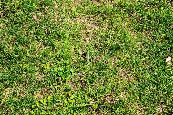 Abelha voadora sobre a grama — Fotografia de Stock