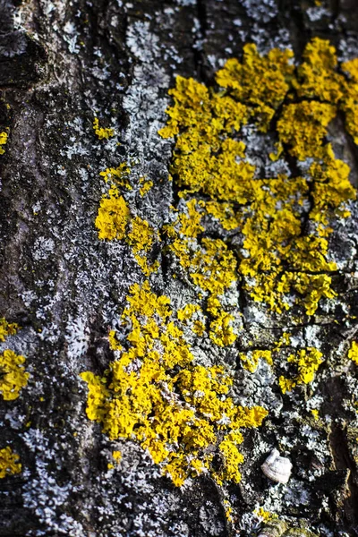 Hongos en la corteza de un árbol. Fondo o textura — Foto de Stock