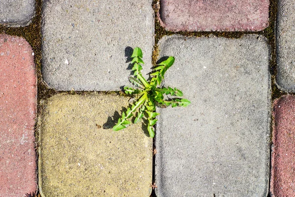 A kicsírázott növény a járda csempe — Stock Fotó