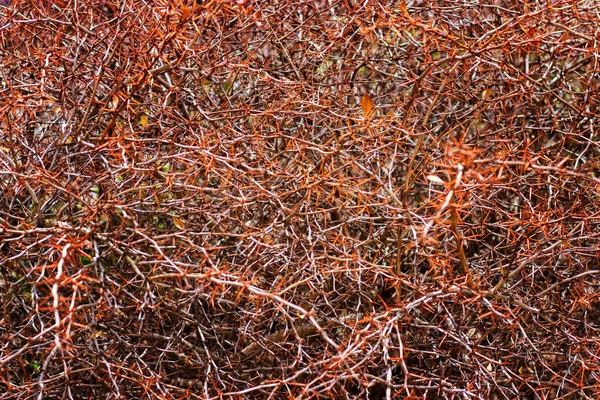 Espinas en las ramas. Contexto . — Foto de Stock