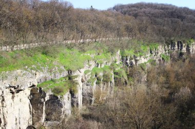Ağaçlar ile büyük derin kanyon
