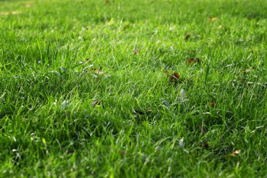 Parlak güneşin altında düşen yapraklar yeşil çimlerin üzerinde