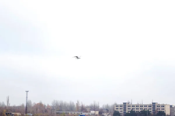 Gaviota en el cielo sobre el río a lo largo de la ciudad — Foto de Stock