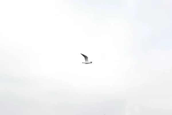 Чайка в небі над річкою вздовж міста. — стокове фото