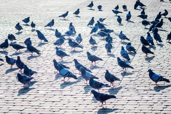 Kaldırımdaki Güvercin Şehir Caddesinde Meydanındaki Güzel Güvercin Manzarası Kapatın — Stok fotoğraf