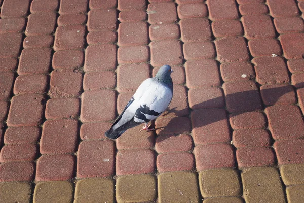 Duif Stoep Detail Zicht Prachtige Straatduif Trottoir Stadsstraat Middenplein Close — Stockfoto