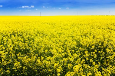 Harika altın kolza tohumu tarlası ve eğlenceli güneş.