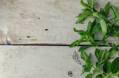 arka plan fesleğen yaprağı