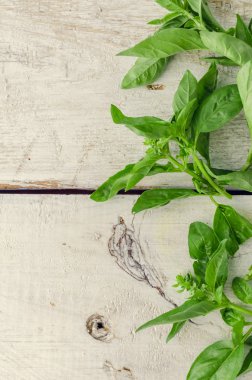 arka plan fesleğen yaprağı