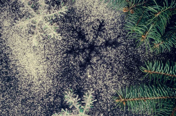 Spar kerstboom en sneeuwvlokken op schoolbord achtergrond — Stockfoto