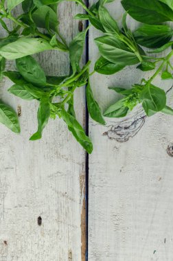 arka plan fesleğen yaprağı