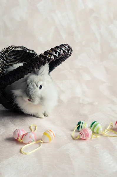 Rabbit in basket with Easter eggs — Stock Photo, Image