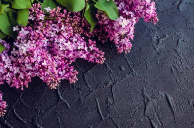 Karanlık taş zemin üzerine güzel leylak