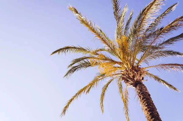 Mavi gökyüzüne karşı palmiye ağaçları