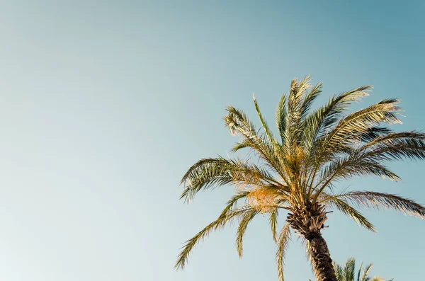 Palme contro il cielo blu — Foto Stock