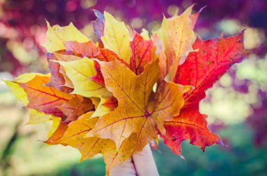 Renkli sonbahar düşen yapraklar bir el buketi.