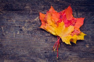 sonbahar yaprakları ile sonbahar arka plan