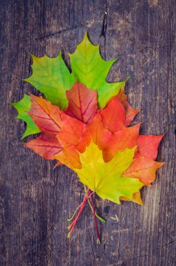 sonbahar yaprakları ile sonbahar arka plan