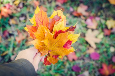 Renkli sonbahar düşen yapraklar bir el buketi.