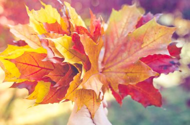 Renkli sonbahar düşen yapraklar bir el buketi.