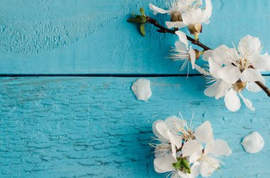 Bahar kiraz çiçeği mavi rustik ahşap masa üzerinde beyaz. Bahar çiçekleri ile antika arka plan üzerinde metin için yer. Anneler günü kavramı. Annemin hediyesi. Üstten Görünüm. Kopya alanı.
