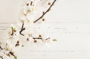 Beyaz kırsal ahşap masada kiraz çiçeği. İlkbahar çiçekleri eski püskü püskü arka planda ve mesaj için yeri var. Anneler Günü konsepti. Annemin hediyesi. Üst Manzara. Boşluğu kopyala.