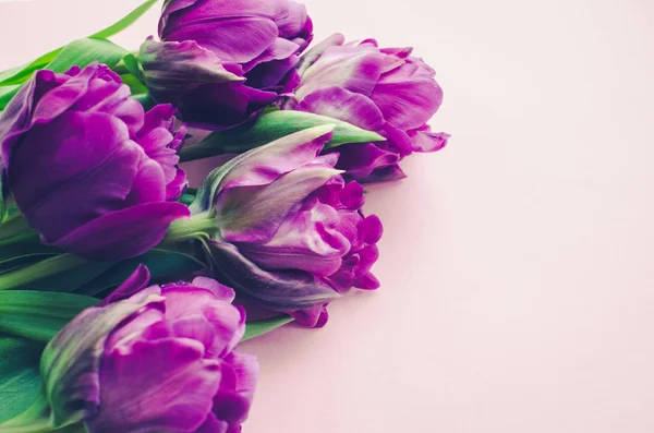 Tulipanes Ultravioleta Púrpura Sobre Fondo Rosa Con Lugar Para Texto — Foto de Stock