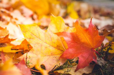 bir parkta sonbahar sahne