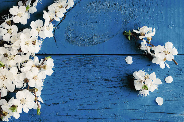 Spring cherry blossom on blue wooden background.