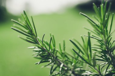 Taze biberiye ot büyümeye açık