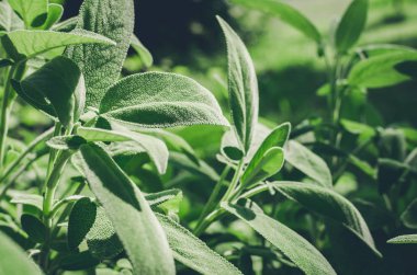 Bitki bahçesinde yemek pişirmek için kullanılan adaçayı bitkisinin yakın çekimi.