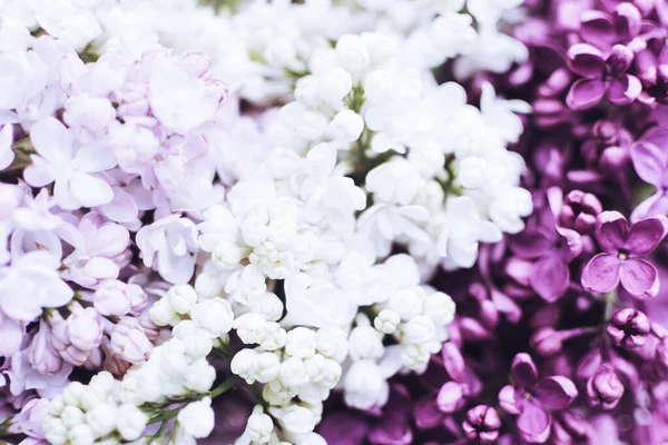 Belles Fleurs Printemps Fond Texture Lilas Syringa Vulgaris Joyeuse Carte — Photo