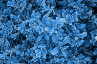 Yeşil yaprak dokusu. Pembe çiçekli küçük yeşil yapraklar. Çimlerin doğal dokusu. 2020 yılının klasik mavi rengi. Tonlanmış görüntü. Üst görünüm.