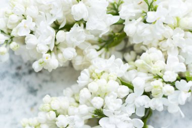 Güzel bahar çiçekleri eflatun desenli arka plan. Şırınga kabalığı. Anneler günün kutlu olsun. Boşluğu kopyala.