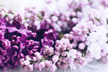 Güzel bahar çiçekleri eflatun desenli arka plan. Şırınga kabalığı. Anneler günün kutlu olsun. Boşluğu kopyala.