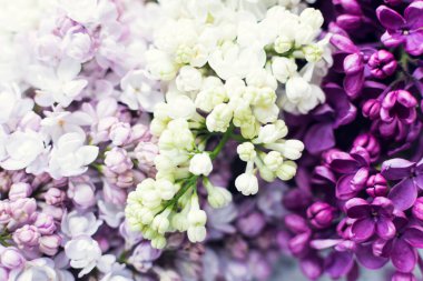 Güzel bahar çiçekleri eflatun desenli arka plan. Şırınga kabalığı. Anneler günün kutlu olsun. Boşluğu kopyala.