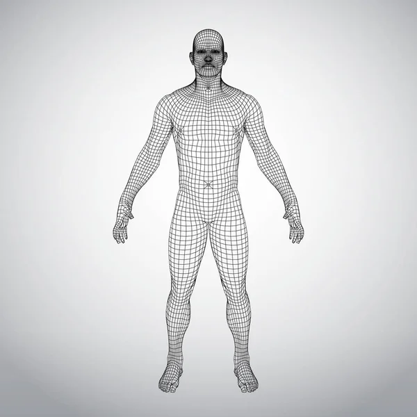 Wire frame människokroppen. Polygona 3d-modell på vit bakgrund — Stock vektor