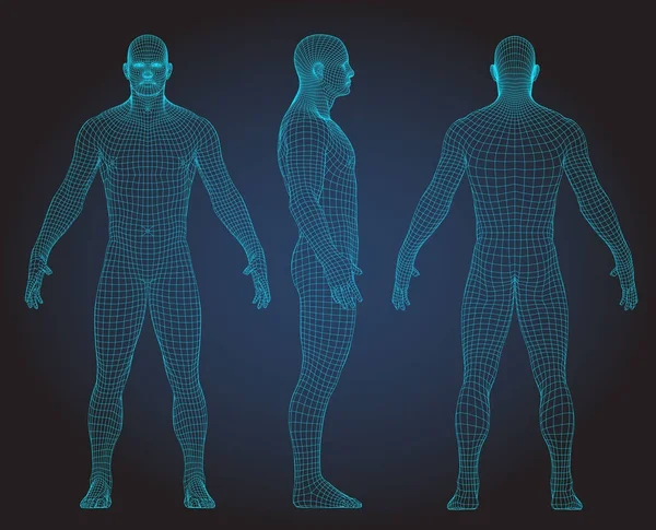 Sett med 3D-trådramme, menneskekroppvektor illustrasjon. Foran, bak, fra siden – stockvektor