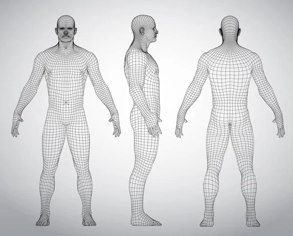 3 d ワイヤー フレーム人体ベクトル図のセットです。前面、背面、側面図。多角形モデル — ストックベクタ