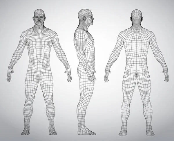 3d tel çerçeve insan vücudu vektör çizim kümesi. Ön, arka, yan görünüm. Çokgen modeli