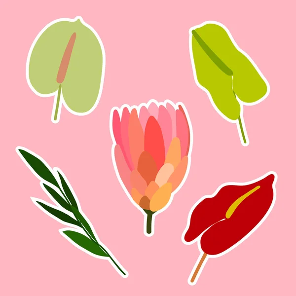 Квіткова Весна Вектор Літньої Наклейки Протея Антурій Листя Рожевому Фоні — стоковий вектор