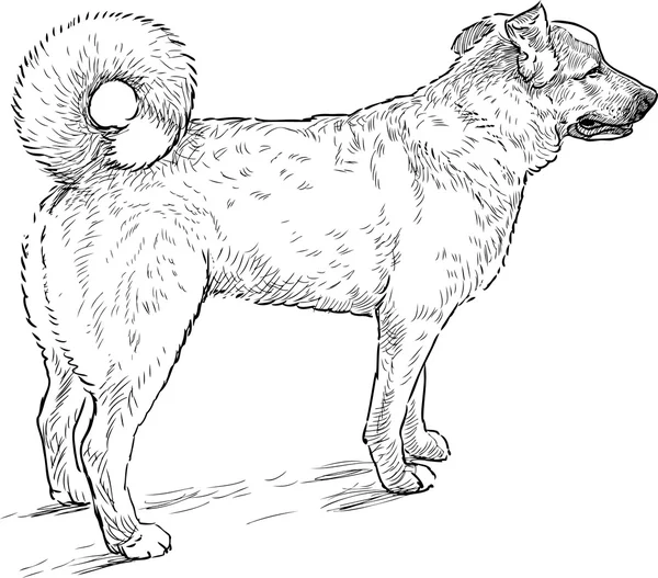 Regarder croquis chien — Image vectorielle