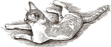 yalancı bir kedi taslağını