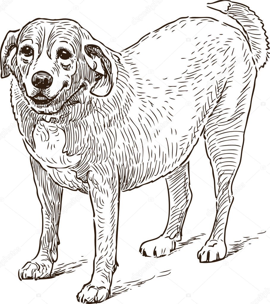 guard dog sketch