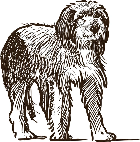 무릎 강아지의 스케치 — 스톡 벡터