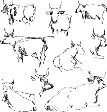 sketches of the cows clipart