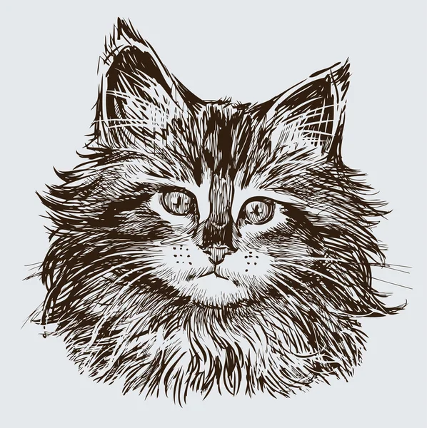 Croquis d'une tête de chaton — Image vectorielle