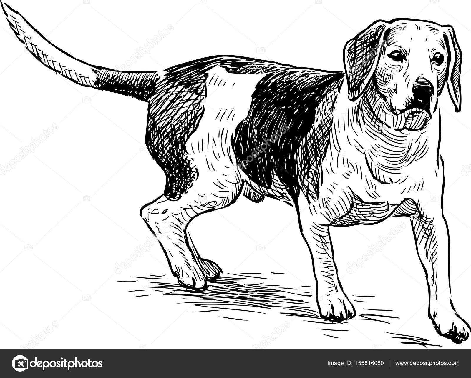 Esquisse Dun Chien De Chasse Image Vectorielle Samakarov
