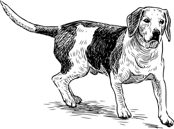Ескіз мисливської собаки — стоковий вектор