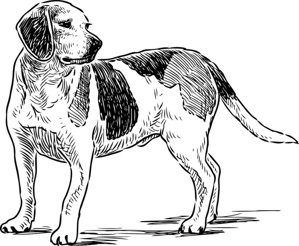 Sketch of an english beagle — Stock Vector